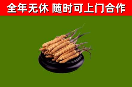新吴回收冬虫夏草