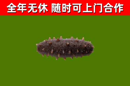 新吴回收海参干
